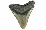 Serrated, Fossil Megalodon Tooth - North Carolina #165433-1